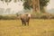 Buffalo walk over the field go back home with sunset.