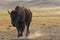 Buffalo walking in the dust