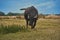 Buffalo walking in greenery field