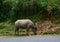 A buffalo walking on rural road