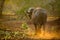 Buffalo walking in sunset light