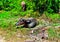 a buffalo wallowing and looking for grass