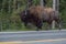 Buffalo Wandering on a Highway