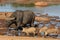 Buffalo and Warthogs