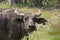 Buffalo (Water buffalo)