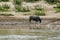 buffalo in water, digital photo picture as a background