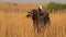 Buffalo and white egret on the back of the African buffalo