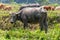 Buffalo in the wild Laos