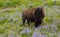 Buffalo in the wildflowers