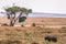 Buffalo Wildlife Animals Mammals at the savannah grassland wilderness hill shrubs great rift valley maasai mara national game