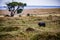 Buffalo Wildlife Animals Mammals at the savannah grassland wilderness hill shrubs great rift valley maasai mara national game