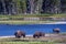 Buffalo in Yellowstone grazing by a river