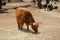 Buffalo in the zoo animal, nature, zoo, buffalo, little mammal wildlife