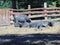 buffalo at zoo Targu Mures