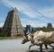 Buffaloes on the background of Meenakshi Hindu