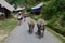 Buffaloes at Cat Cat village in Sapa