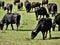 Buffaloes close up at lake Kerkini, Greece.