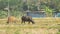 Buffaloes eating in the day paddy field