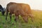 Buffaloes eating grass at farmland