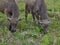 Buffaloes eating grass at farmland