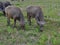 Buffaloes eating grass at farmland