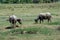 The buffaloes eating grass in the field