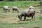 The buffaloes eating grass in the field