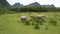 Buffaloes feed with fresh grass on large meadow aerial view