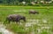 Buffaloes in the field