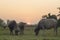 buffaloes in the field. with sunset background,