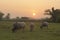 Buffaloes in the field. with sunset background,