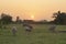 Buffaloes in the field. with sunset background,