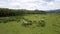 Buffaloes graze on fresh grassland at wood upper view