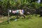 Buffaloes graze in a meadow in the courtyard