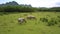 Buffaloes graze on pastureland at tropical wood upper view