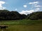 Buffaloes graze on the vast green grass