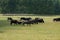 Buffaloes grazing at lake Kerkini, Greece.