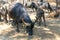 Buffaloes group graze in the shade of trees in a Tiger monastery