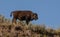 Buffaloes in the Hayden Valley of Yellowstone