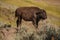 Buffaloes in the Hayden Valley of Yellowstone