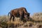 Buffaloes in the Hayden Valley of Yellowstone