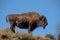 Buffaloes in the Hayden Valley of Yellowstone