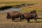 Buffaloes in the Hayden Valley of Yellowstone