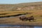 Buffaloes in the Hayden Valley of Yellowstone