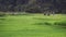 Buffaloes and herder in rice field