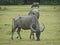 Buffaloes with huge horns graze on a green pasture