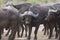 Buffaloes at Kruger Park South Africa