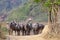 Buffaloes in Lak village in Dac Lak, Vietnam
