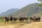 Buffaloes in Lak village in Dac Lak, Vietnam