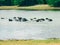 Buffaloes in the lake, View of Yala national park, sri lanka`s most famous wild life park